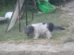 COOLPIX S1200pj, T:10/300, A:f/5.8, P:2, ISO800, F:250mm, EV:0 <br />12.06.2014 -  19:57:11